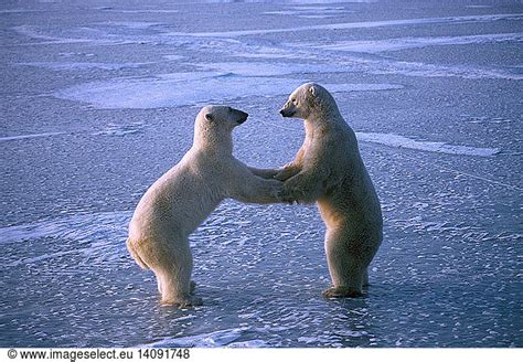 Polar Bears Play Fighting Polar Bears Play Fightingarctic Ecosystem