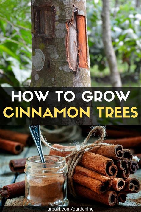 How To Grow Cinnamon Trees In 2023 Growing Fruit Trees Food Forest