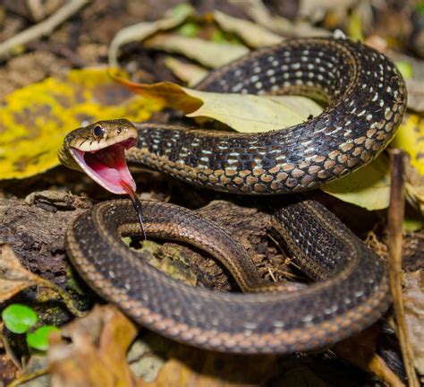Eastern Garter Garden Snake