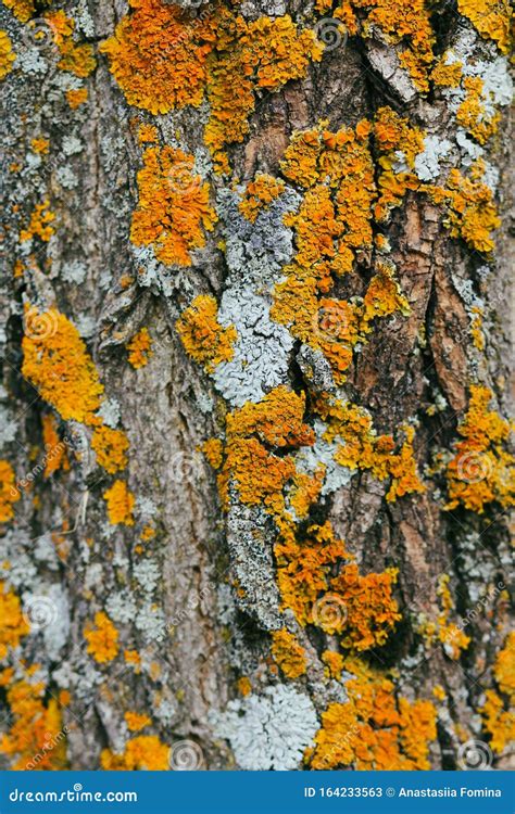 Tree Trunk Covered With Lichen And Moss Rough Natural Background