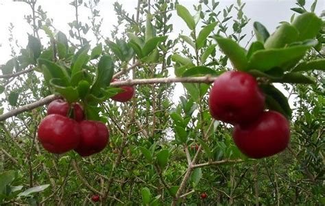 Barbados Cherry Malpighia Punicifolia Fruit Acerola Cherry Acerola