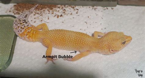 Leopard Gecko Care Sheet Hoppin Help