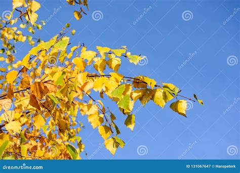 Autumnal Trees On A Sunny Autumn Day Stock Image Image Of Blue Light