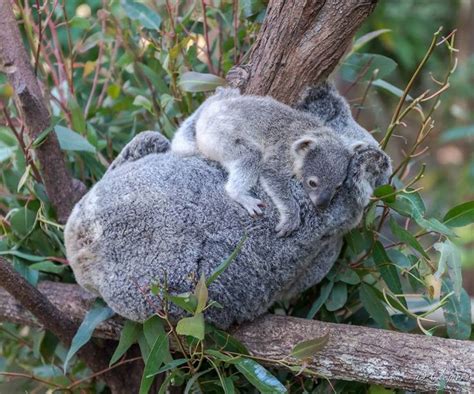 33 Best Drop Bears Images On Pinterest Drop Bear Koala Bears And Koalas