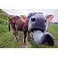 Funny Cow Tongue Photograph By Tristan Savatier