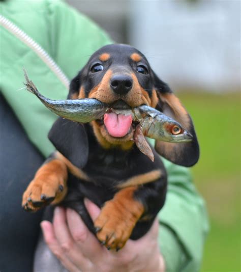 People have been breeding dogs since prehistoric times. Whew!!! Goodwood European Standard Smooth Dachshunds of ...