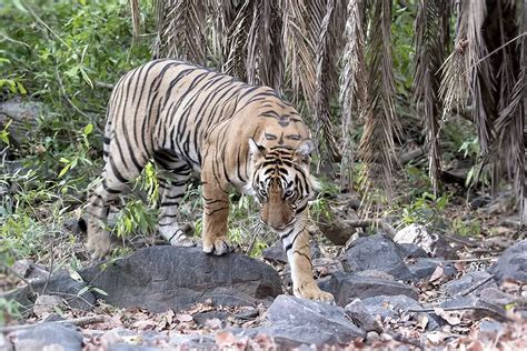 Ranthambore Tiger Reserve Sawai Madhopur Rajasthan India