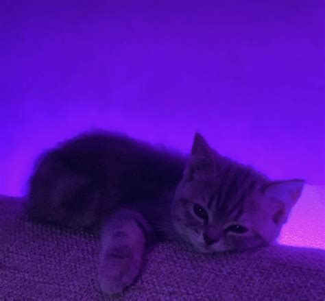 Purple Cat Aesthetic In 2023 Cat Aesthetic Purple Cat Cats