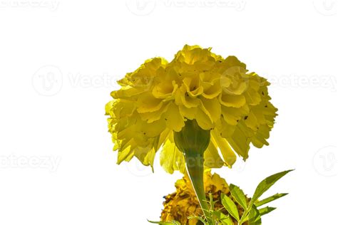 Marigold Flower Png Transparent Background 29711965 Png