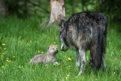 Wolf Kiss Photograph By Kelly Walkotten Fine Art America