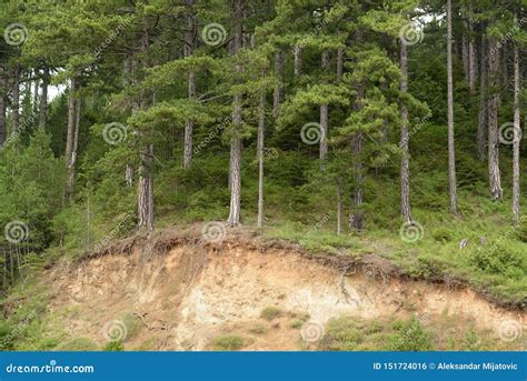 Forest Erosion Stock Photo Image Of Erosion Management 151724016