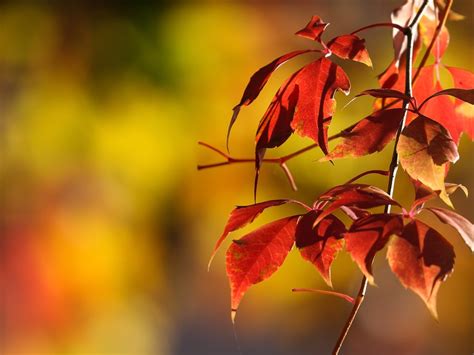 Wallpaper Some Red Leaves Twigs Autumn Hazy 1920x1200 Hd Picture Image