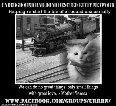 The Underground Railroad Rescued Kitty Network Underground Railroad