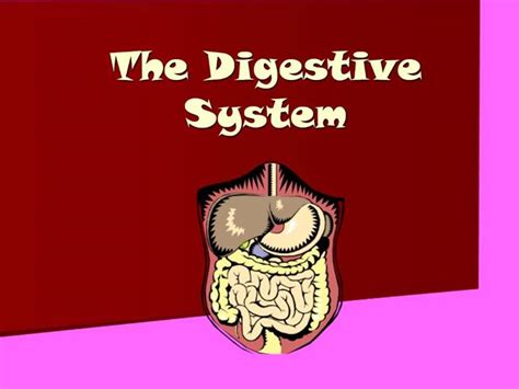 Ppt The Digestive System Powerpoint Presentation Free Download Id