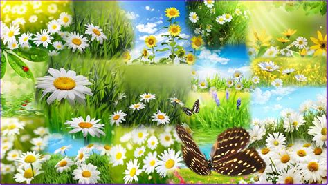 41 Spring Butterflies Wallpaper On Wallpapersafari