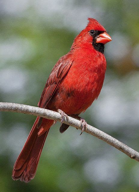 Northern Cardinal Cardinalis Cardinalis Beautiful Birds Northern