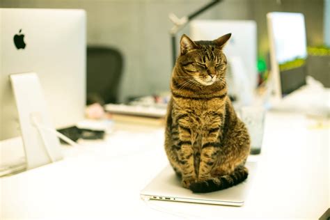 The Benefits Of Office Pets And Why You Should Have One