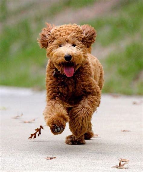 The miniature goldendoodle is the result of a miniature or toy poodle crossed with a golden retriever. This is Hadley Bear...she's an F1B medium Teddy Bear ...