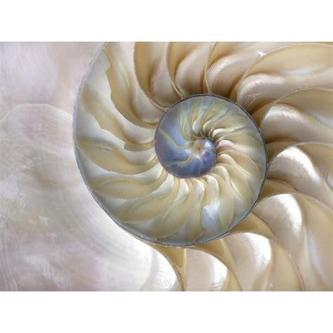 Sea Shell Swirl Photography Canvas Art