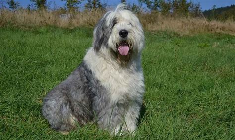 Bearded Collie Caractéristiques Caractère Santé Chiens Chats