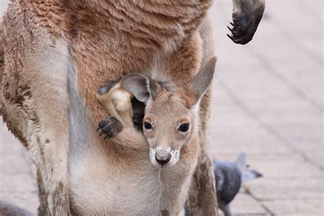 Kangaroo With Baby In Pouch