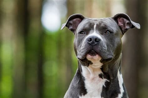 Pitbull Breeds And Types Of Pitbulls A List Of Every Pitbull The Pet Town