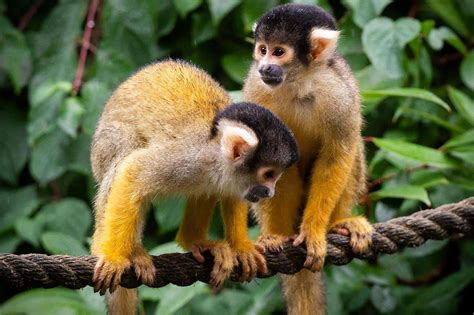 15 Exotic Animals That You Can Legally Own