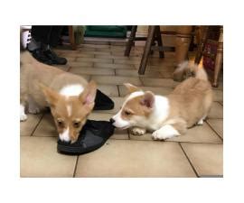 5 miles 10 miles 25 miles 50 miles 100 miles 200 miles 500 miles. Pembroke Welsh Corgi Puppy for sale by ownerVirginia ...