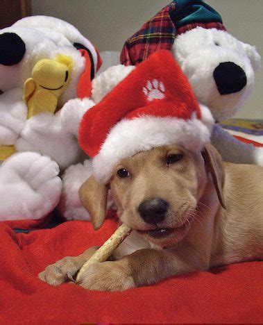 Flash player needs to be enabled to play Funny wallpapers|HD wallpapers: cute christmas puppies