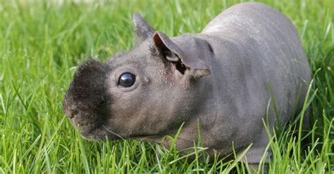 Ces Cochons Dinde Sans Poils Ressemblent Des Hippopotames Miniatures