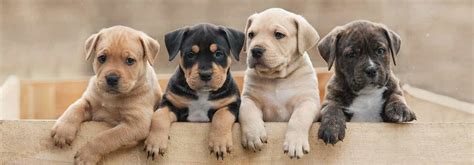 Use of the card account is subject to funds availability and id verification. How Much Does It Cost In Total To Own A Puppy? | Canstar