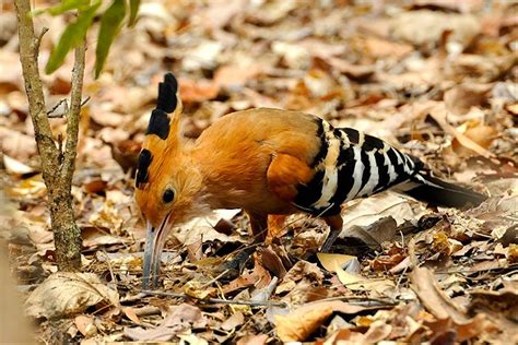 Madagascars Endemic Birds Naturetrek Wildlife Holidays