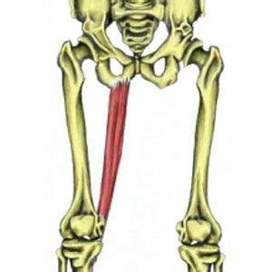 The gracilis originates from the pubic ramus of your pelvis near your pubic symphysis. Gracilis | Hip and Groin Muscles | Muscles | Anatomy ...