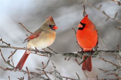 Cardinals Bird Watching Guide Facts Identifying And More