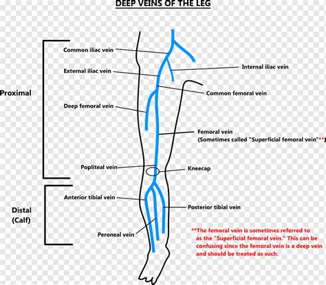 Deep Vein Thrombosis Human Leg Femoral Vein Deep Angle Text