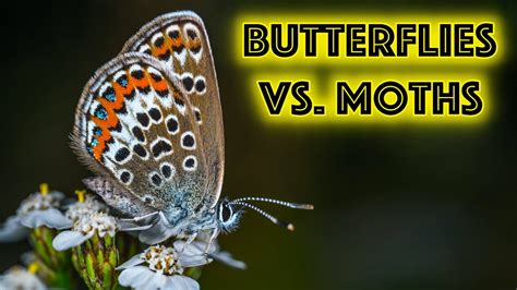 Butterflies Vs Moths How To Distinguish Them Youtube