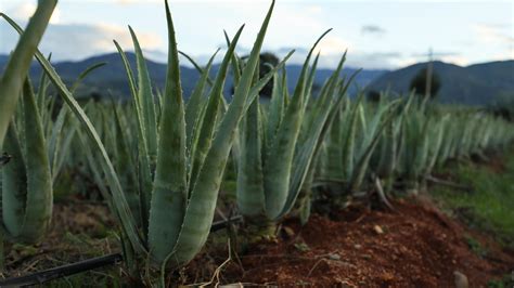 Add aloe vera to one of your lists below, or create a new one. Largest aloe vera plantation in Asia - CGTN