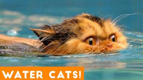 Funniest Cats Playing In Water Compilation 2018 Funny Pet Videos