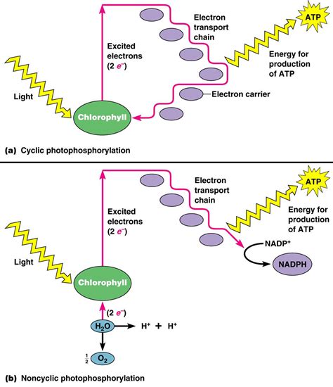 102 The Light Dependent Reactions Photophosphorilation Biology