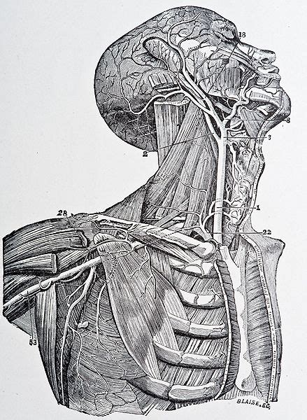 Anatomy art by leonardo da vinci from 1492. Illustration from Gray's Anatomy copyright 1872 | Anatomy art, Human anatomy art, Medical ...