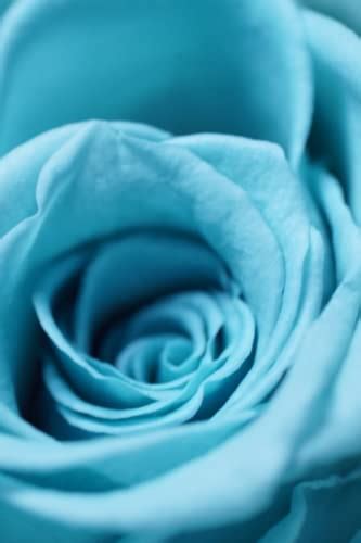 Blue Rose Sketches By Virtual Cafe Publishing Goodreads