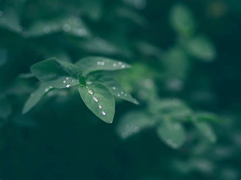 3840x2160 Resolution Green Leafed Plant Dew Leaf Drops Hd