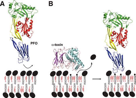 A Schematic Model For The C Perfringens R Toxin Effect On Pfo Binding