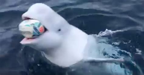 Watch Beluga Whale Celebrates Bok Victory Playing With Rugby Ball