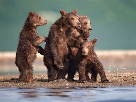 Adorable Bear Photography From Russia Bear Cubs Animals Bear