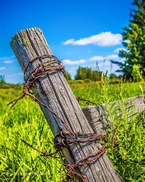 Fence Post With Rusty Barbed Wire Old Fences Barbed Wire Steel Fence Posts
