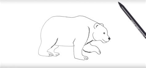 More images for how to draw a polar bear step by step » Hoe teken je een ijsbeer? - IJsbeer.info