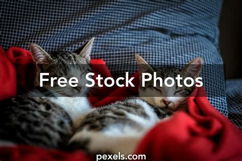 1000 Amazing Cats Photos · Pexels · Free Stock Photos