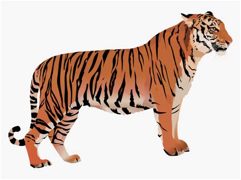 Clip Art Bengal Tiger Cartoon Bengal Tiger Vector Png Transparent