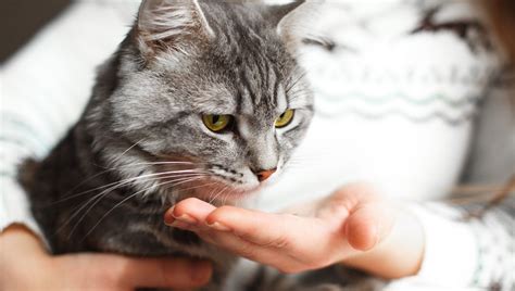 Amoxicillin For Cats Uses Dosage And Side Effects Cattime